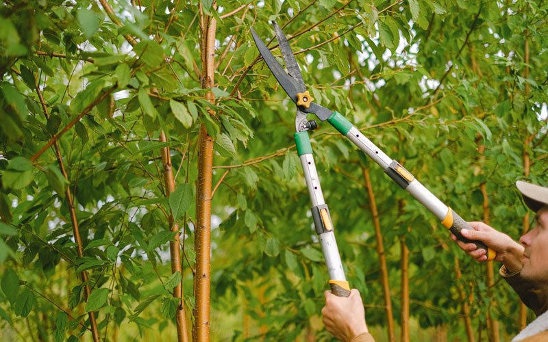 Tree trimming in Secor, IL