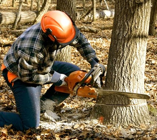 Tree Removal in Secor, IL